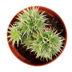 Aloe 'Pepe' - Cüce Rozet Formlu Nadir Tür Sukulent-8,5 cm Saksıda