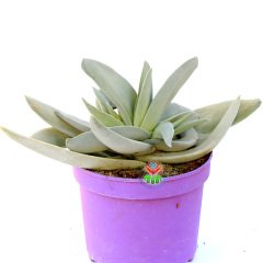 Crassula Falcata-Büyük Boy  ''Uçak Bitkisi'' Kanat Tarzı Yapraklı 15 cm Saksıda
