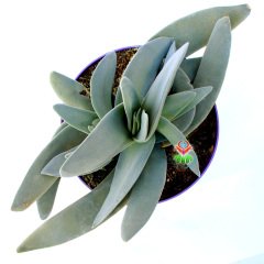Crassula Falcata-Büyük Boy  ''Uçak Bitkisi'' Kanat Tarzı Yapraklı 15 cm Saksıda