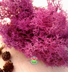 Mor Renk Canlı Terraryum Yosunu- Reindeer Moss- Rengeyiği Yosunu-Likeni,Mini Bahçe,Yosun,Sukulent