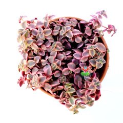 Crassula Marginalis Variegata -3 Renkli Sarkıcı Sukulent-15 cm Askılı Saksıda