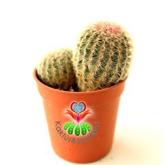 Kaktüs,Echinocereus Pectinatus-Büyük Fuşya Renk Çiçek Açar-Çok Nadir Tür-5,5 cm saksı-Pembe Dikenli