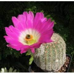 Kaktüs,Echinocereus Pectinatus-Büyük Fuşya Renk Çiçek Açar-Çok Nadir Tür-5,5 cm saksı-Pembe Dikenli