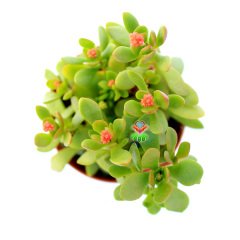 Crassula Compacta Nana-Minik Yapraklı Para Ağacı Melezii 8 cm Saksıda