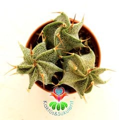 Yıldız Kaktüs-Astrophytum Ornatum Metztitlan-1 Saksıda 3 Adet -5,5 cm saksı-Sarı Renk Çiçek Açar