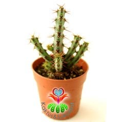 Kaktüs,Euphorbia Aeruginosa -Minyatür Saguaro Kaktüsü-Mini Sarı Çiçek Açar- 8 cm Saksıda-Kaktüs