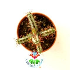 Kaktüs,Euphorbia Aeruginosa -Minyatür Saguaro Kaktüsü-Mini Sarı Çiçek Açar- 8 cm Saksıda-Kaktüs