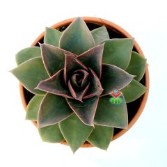 Echeveria 'Mexicano'-Büyük Boy Simetrik -Koyu Renk Sert  Yapraklı 15 cm Saksıda