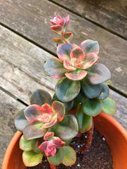 Echeveria 'Chroma' -Yapraklarında Farklı Renkler Bulundurur  Özel Tür- 5,5 cm Saksıda