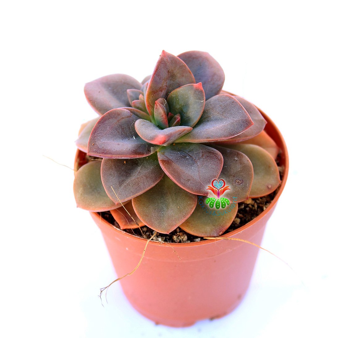 Echeveria 'Chroma' -Yapraklarında Farklı Renkler Bulundurur  Özel Tür- 5,5 cm Saksıda