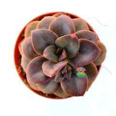 Echeveria 'Chroma' -Yapraklarında Farklı Renkler Bulundurur  Özel Tür- 5,5 cm Saksıda