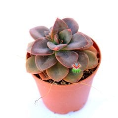 Echeveria 'Chroma' -Yapraklarında Farklı Renkler Bulundurur  Özel Tür- 5,5 cm Saksıda