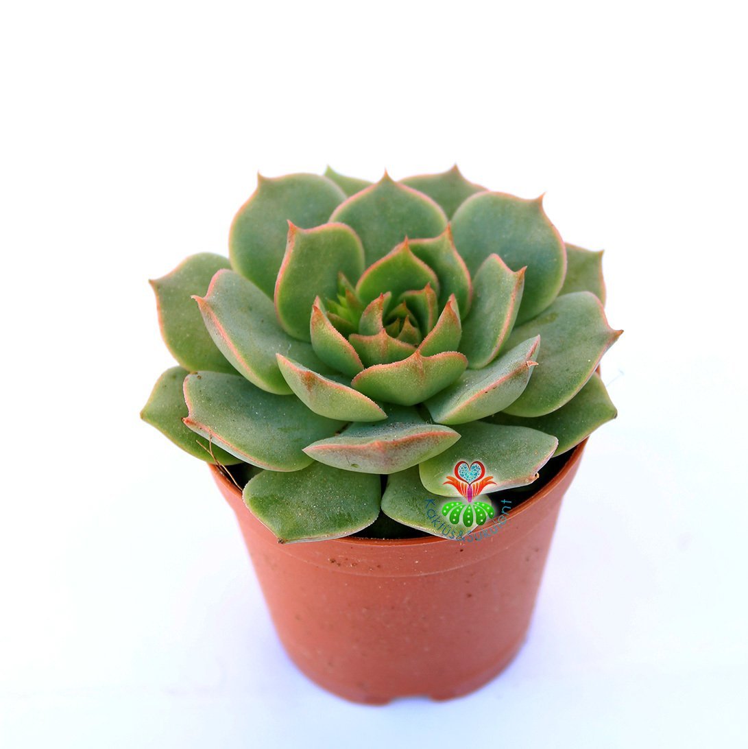 Echeveria Globulosa -Kızaran Yaprak Uçlu Sukulent 5,5 cm Saksıda