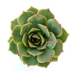 Echeveria Globulosa -Kızaran Yaprak Uçlu Sukulent 5,5 cm Saksıda