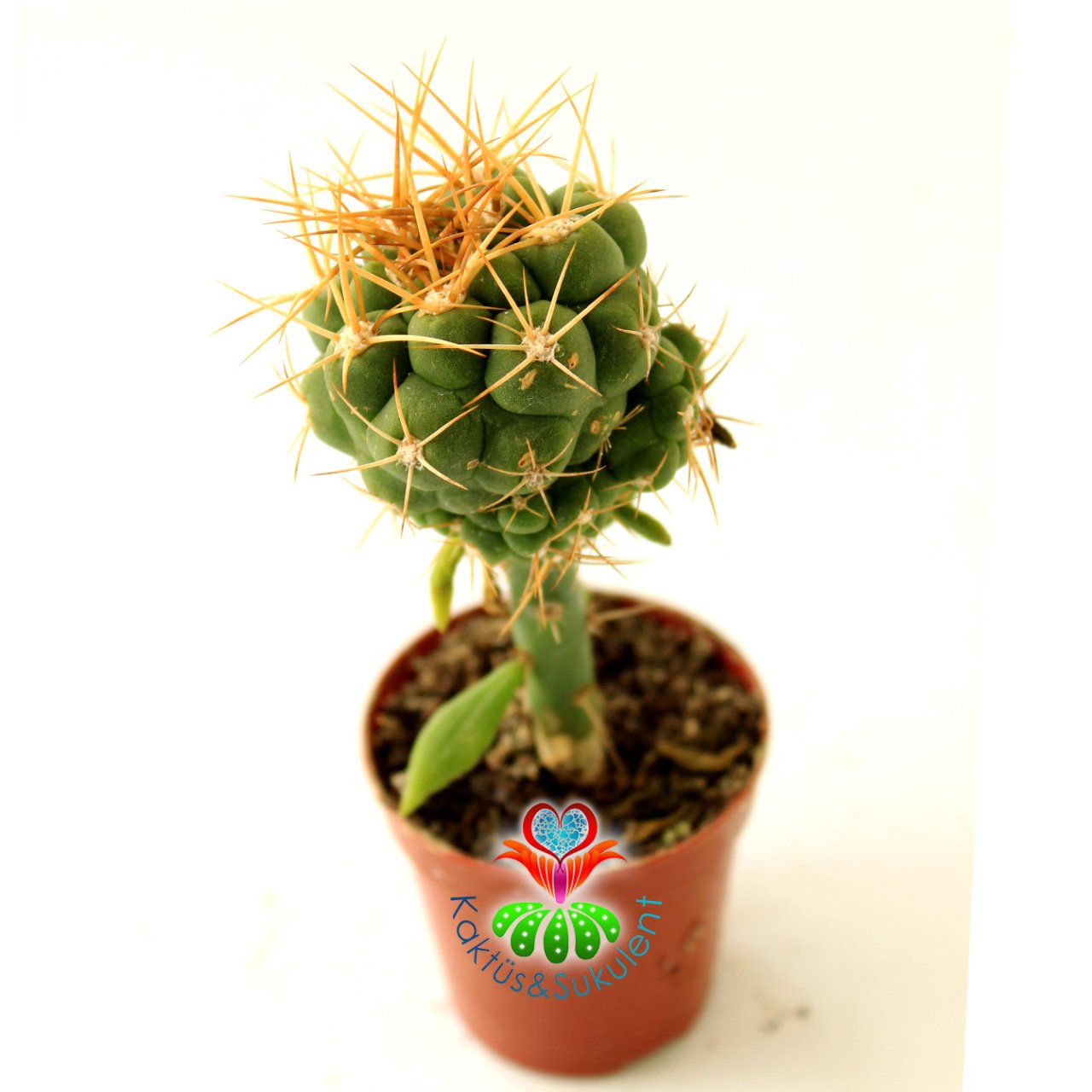 10 Kat Hızlı Büyüyen Kaktüs,Gymnocalycium Pugionacanthum-Pereskiopsise Aşılı-Pembe Renk Çiçek Açar