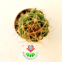 10 Kat Hızlı Büyüyen Kaktüs,Gymnocalycium Pugionacanthum-Pereskiopsise Aşılı-Pembe Renk Çiçek Açar