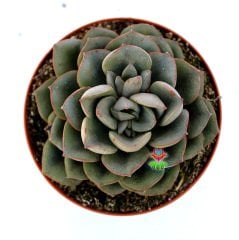 Echeveria Mon Ami -Gri Renk Uçları Kızaran Yapraklı Özel Tür Sukulent 8,5 cm Saksıda