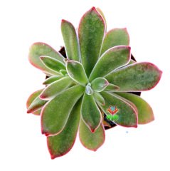 Echeveria Pulvinata 'Ruby Blush' -Kırmızı  Yapraklı Özel Tür Sukulent 8,5 cm Saksıda