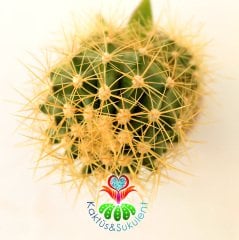10 Kat Hızlı Büyüyen Kaktüs,Echinocactus Grusonii-Pereskiopsise Aşılı-Altın Varil Kaktüsü