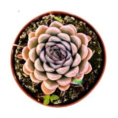 Echeveria Glam Pink -Pembe Renk Yapraklı Özel Tür Sukulent 8,5 cm Saksıda