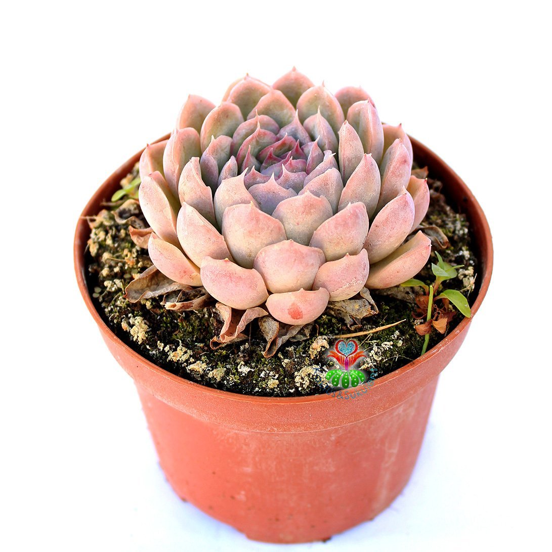 Echeveria Glam Pink -Pembe Renk Yapraklı Özel Tür Sukulent 8,5 cm Saksıda