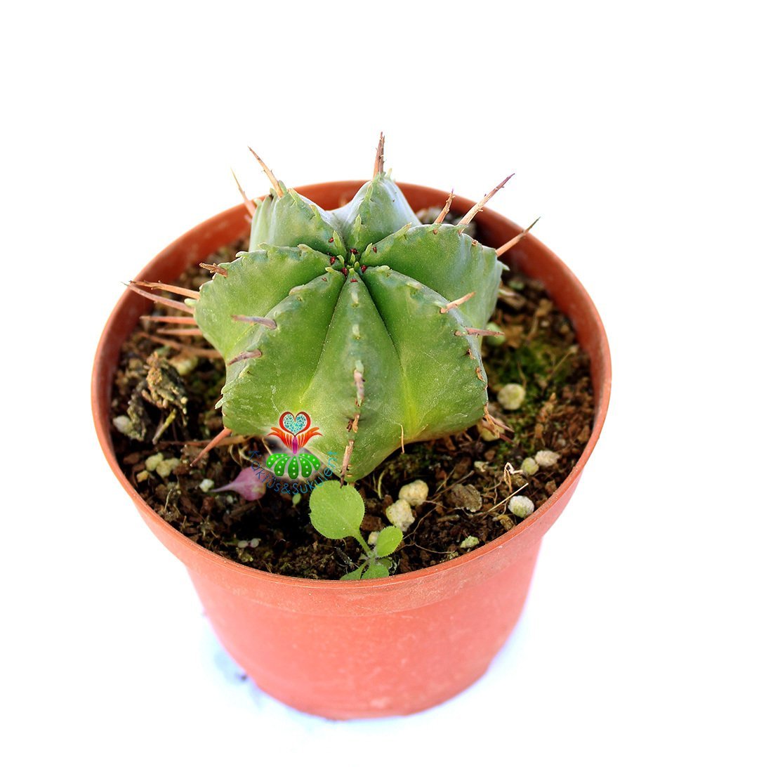 Euphorbia Pulvinata-Tek Formlu Az Dikenli Kaktüs -8,5 cm Saksıda