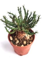 Euphorbia Pugniformis -8,5 cm Saksılı Nadir Tür