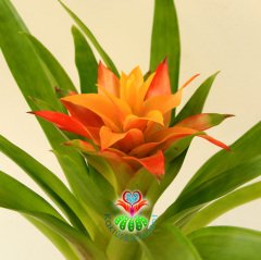 Guzmania Theresa, Guzmanya- Sarı ve Turuncu Renk Yıldız Çiçekli-20+ cm Genişlik-8 cm saksı