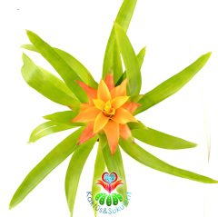 Guzmania Theresa, Guzmanya- Sarı ve Turuncu Renk Yıldız Çiçekli-20+ cm Genişlik-8 cm saksı