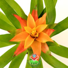 Guzmania Theresa, Guzmanya- Sarı ve Turuncu Renk Yıldız Çiçekli-20+ cm Genişlik-8 cm saksı