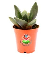 Gasteria Black Boy Siyah Renk Sert Yapraklı Sukulent 5,5 cm Saksıda