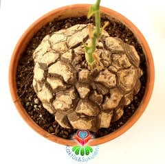 Türkiye'de Tek Başka Yerde Yok Fil Ayağı-Dioscorea Elephantipes-Caudex Odunsu Gövde-30 cm saksıda