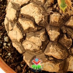 Türkiye'de Tek Başka Yerde Yok Fil Ayağı-Dioscorea Elephantipes-Caudex Odunsu Gövde-30 cm saksıda
