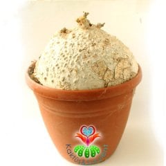 -Raphionacme Procumbens Şekilli Odunsu Gövde-30 cm saksıda Türkiye'de Tek Başka Yerde Yok-DEV BOY