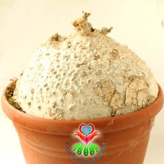 -Raphionacme Procumbens Şekilli Odunsu Gövde-30 cm saksıda Türkiye'de Tek Başka Yerde Yok-DEV BOY