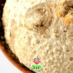 -Raphionacme Procumbens Şekilli Odunsu Gövde-30 cm saksıda Türkiye'de Tek Başka Yerde Yok-DEV BOY