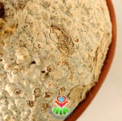 -Raphionacme Procumbens Şekilli Odunsu Gövde-30 cm saksıda Türkiye'de Tek Başka Yerde Yok-DEV BOY