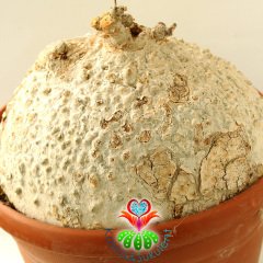 -Raphionacme Procumbens Şekilli Odunsu Gövde-30 cm saksıda Türkiye'de Tek Başka Yerde Yok-DEV BOY