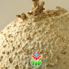 -Raphionacme Procumbens Şekilli Odunsu Gövde-30 cm saksıda Türkiye'de Tek Başka Yerde Yok-DEV BOY