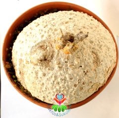 -Raphionacme Procumbens Şekilli Odunsu Gövde-30 cm saksıda Türkiye'de Tek Başka Yerde Yok-DEV BOY