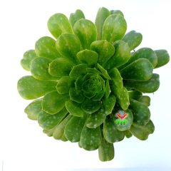 Aeonium Undulatum-Büyük Boy Canlı Yeşil Renk Sukulent-15 cm Saksıda- 40 cm boy