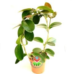 Nadir Tür Mum Çiçeği,Hoya Australis-10 cm Saksıda 30+ cm Uzunluğunda,Kokulu Çiçek Açar Sukulent