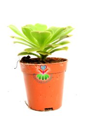 Aeonium Arboreum -Yeşil Renk Sıradışı Sukulent- 5,5 cm Saksıda