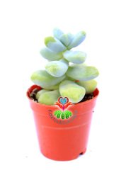 Sedum Treleasei-Yeşil Renk Yapraklı Sukulent- 5,5 cm Saksıda