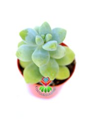 Sedum Treleasei-Yeşil Renk Yapraklı Sukulent- 5,5 cm Saksıda