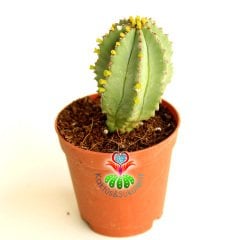 Kaktüs,Euphorbia İnfausta -ÇOK NADİR TÜR -5,5 cm saksıda-Özel Tür Koleksiyon Ürünü,Sukulent