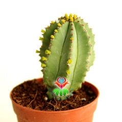 Kaktüs,Euphorbia İnfausta -ÇOK NADİR TÜR -5,5 cm saksıda-Özel Tür Koleksiyon Ürünü,Sukulent
