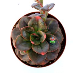 Echeveria 'Chroma' -Bordo ve Çeşitli Renkli Yapraklı Özel Tür- 8,5 cm Saksıda