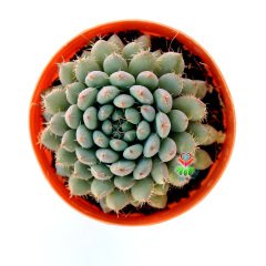 Echeveria Setosa var. Deminuta-Mavi Minik Yapraklı Sukulent 5,5 cm