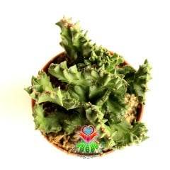 Sıradışı Beyin Kaktüs,Euphorbia Lactea Cristata-Nadir Tür -8 cm Saksıda-Teraryum, Sukulent